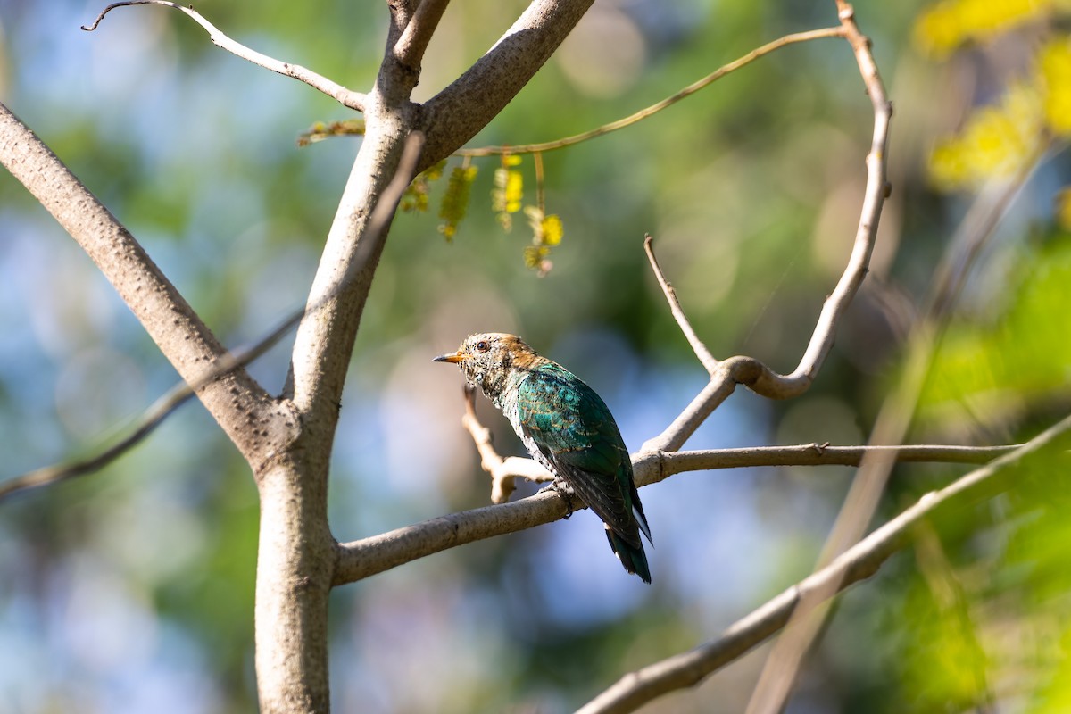 Asian Emerald Cuckoo - ML514099511