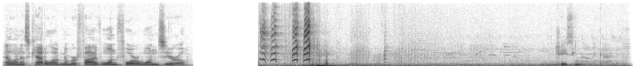 Whyte's Barbet - ML51410
