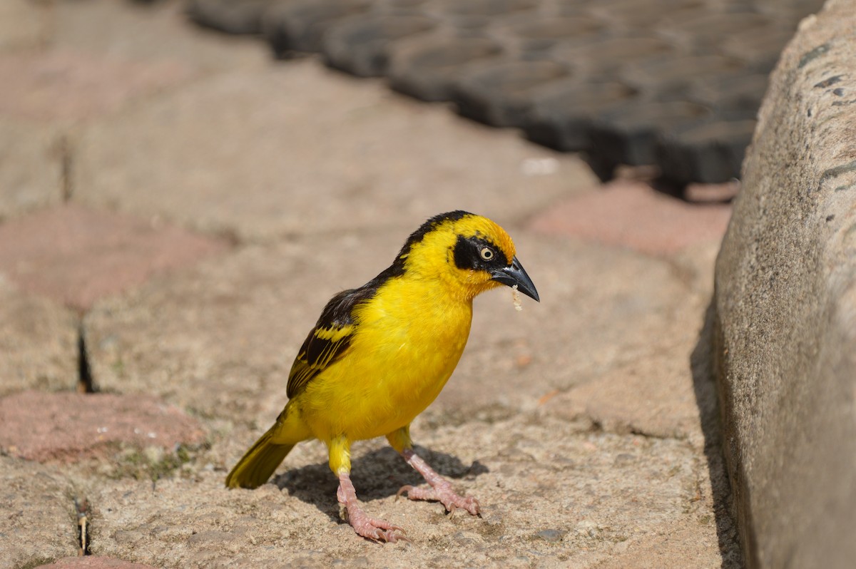 Baglafecht Weaver - ML51410011