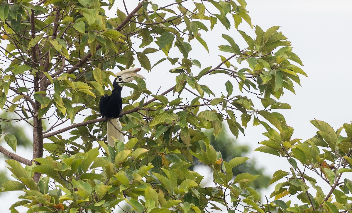 Palawan Hornbill - Forest Botial-Jarvis