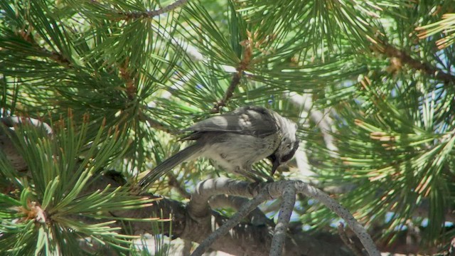 Mountain Chickadee - ML514102421