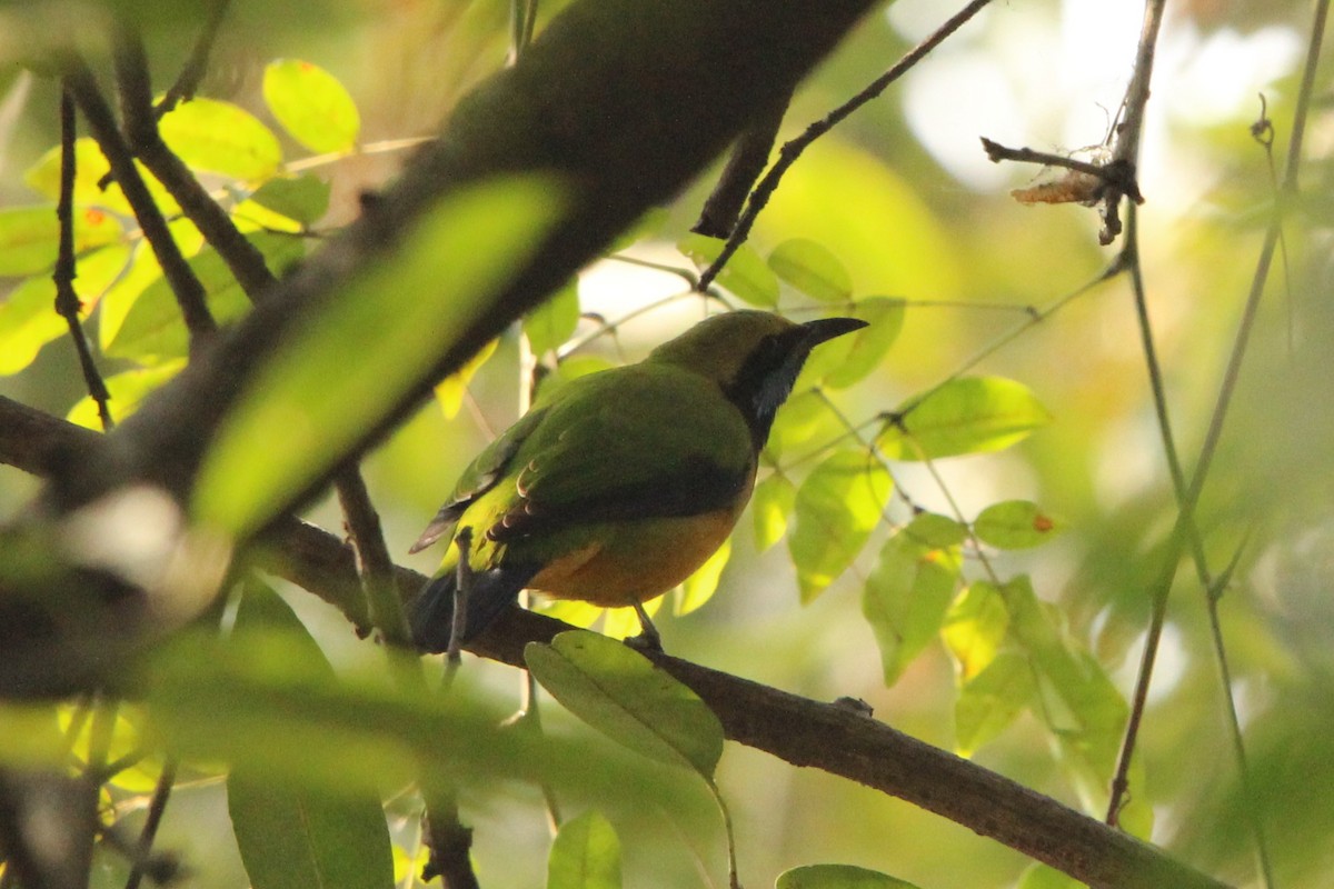 Orange-bellied Leafbird - ML514103511