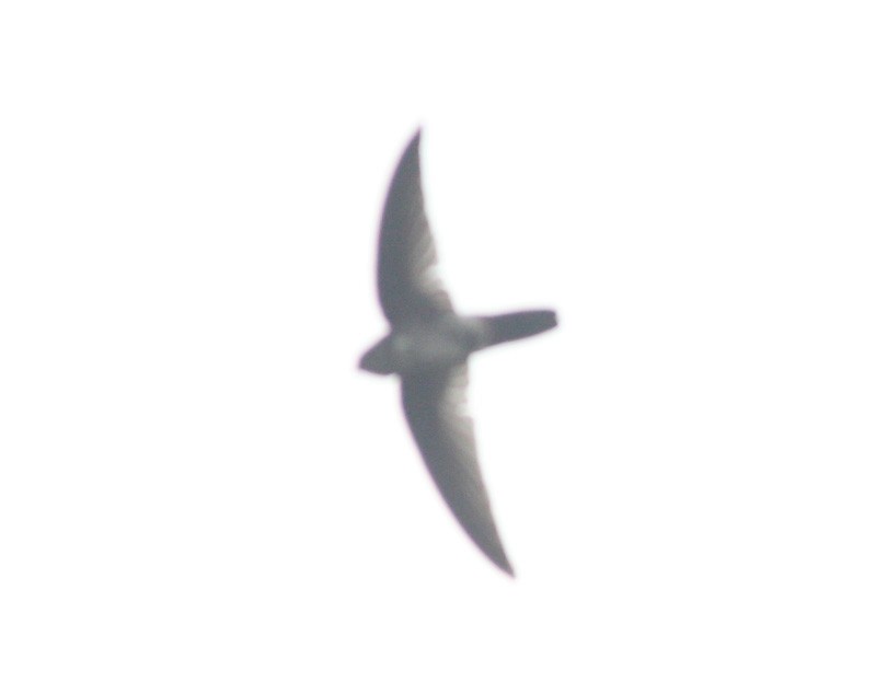 Pygmy Swiftlet - ML514103611