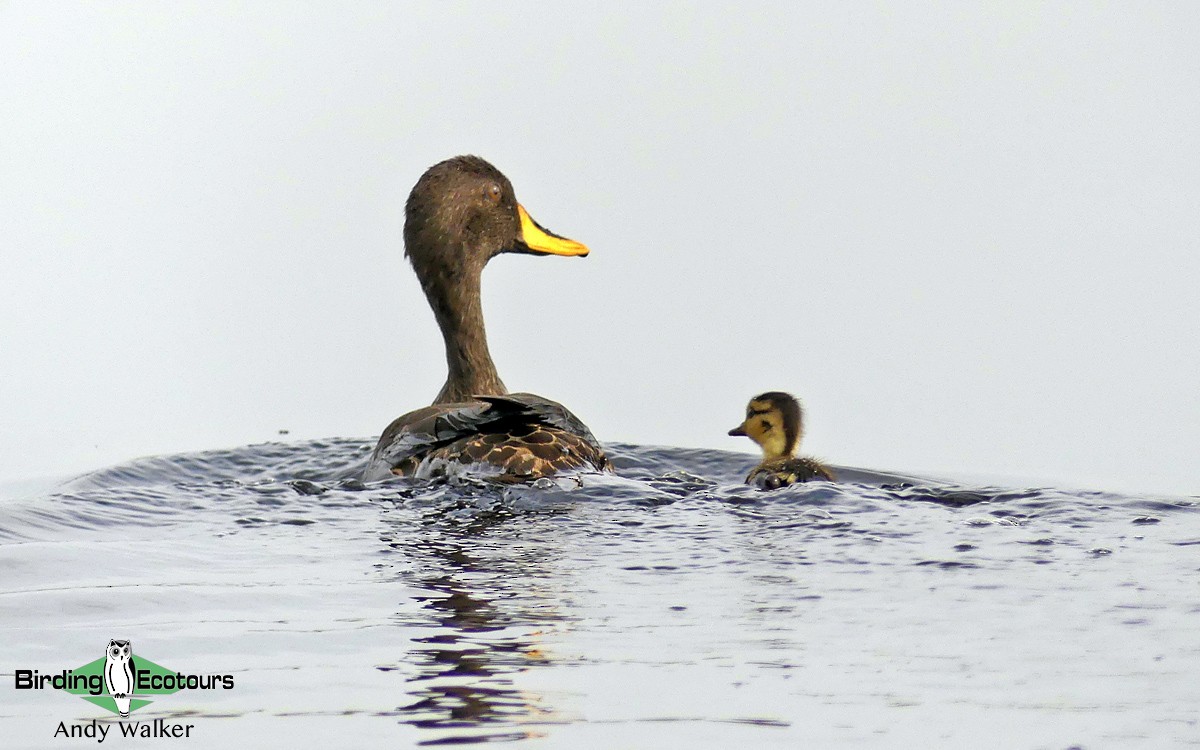 Yellow-billed Duck - Andy Walker - Birding Ecotours