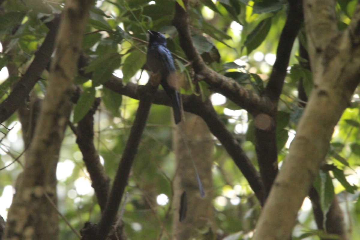Lesser Racket-tailed Drongo - ML514103971