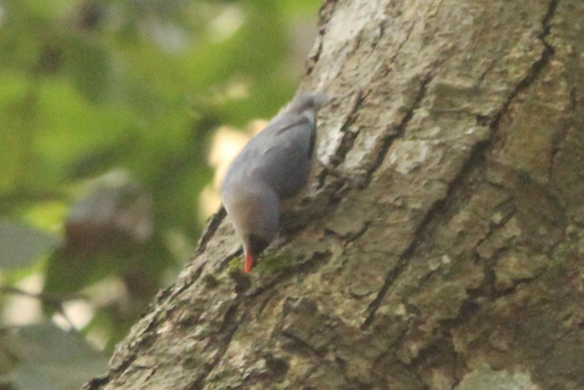Velvet-fronted Nuthatch - ML514104011