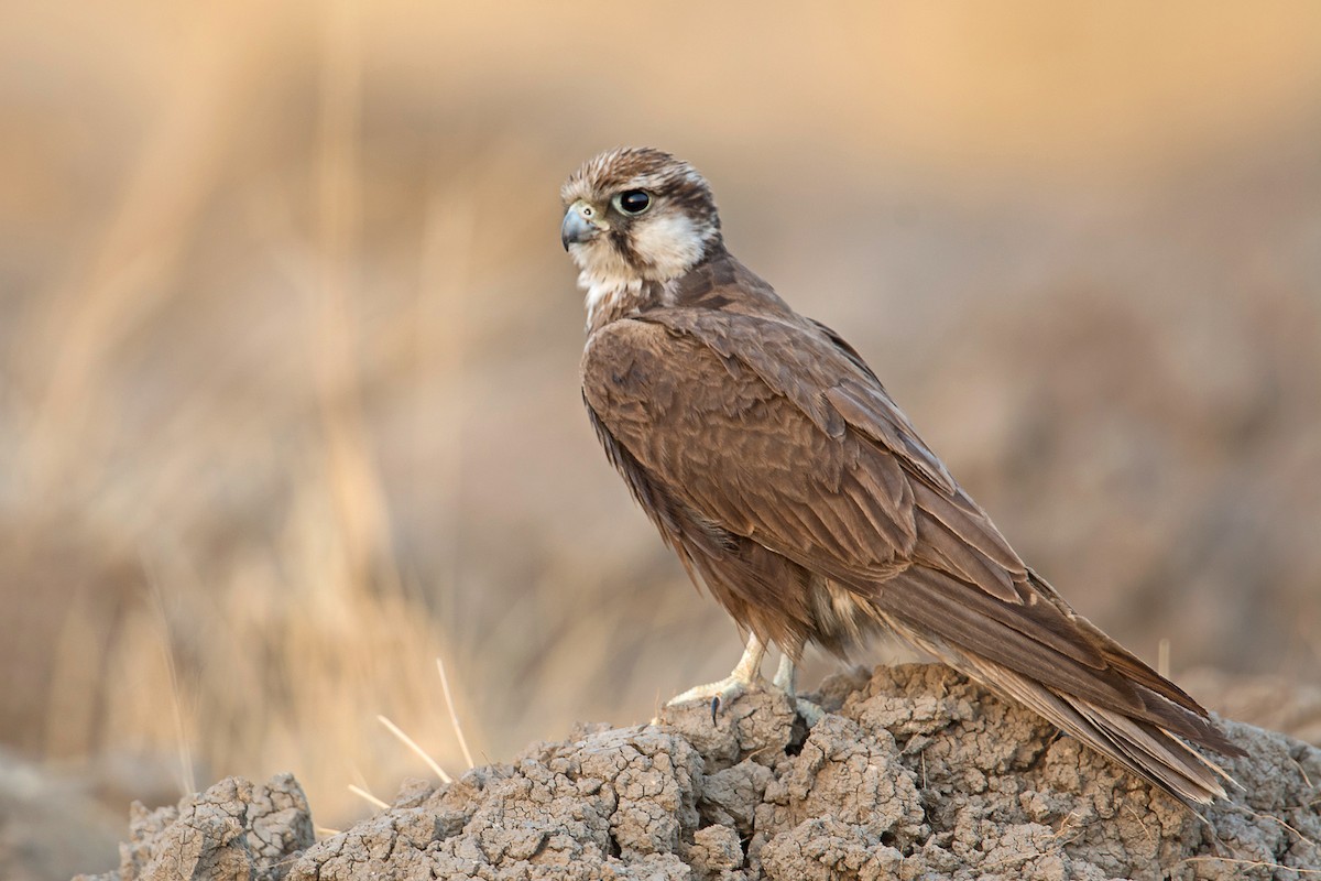 Falco laggar - ML514106201
