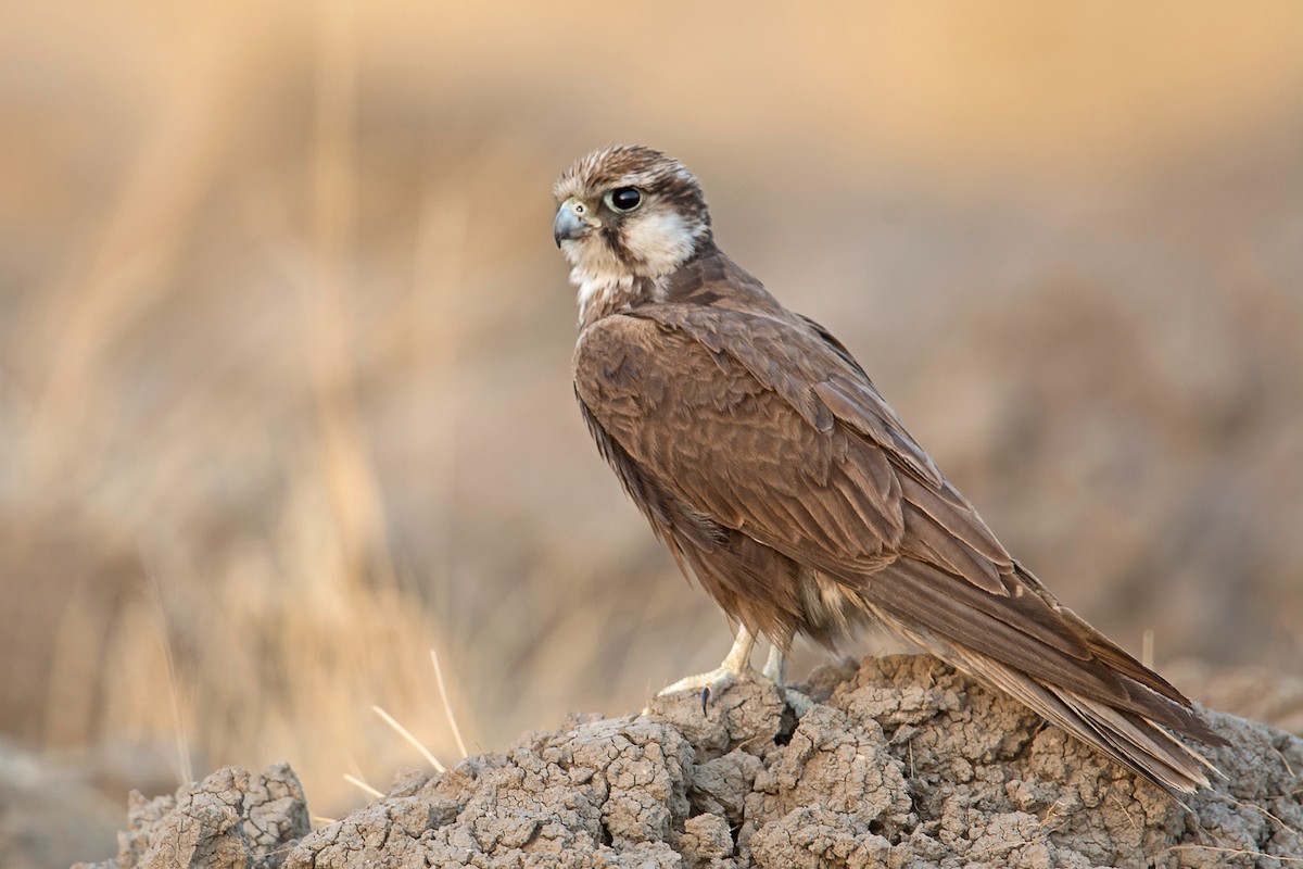 Laggar Falcon - ML514106201