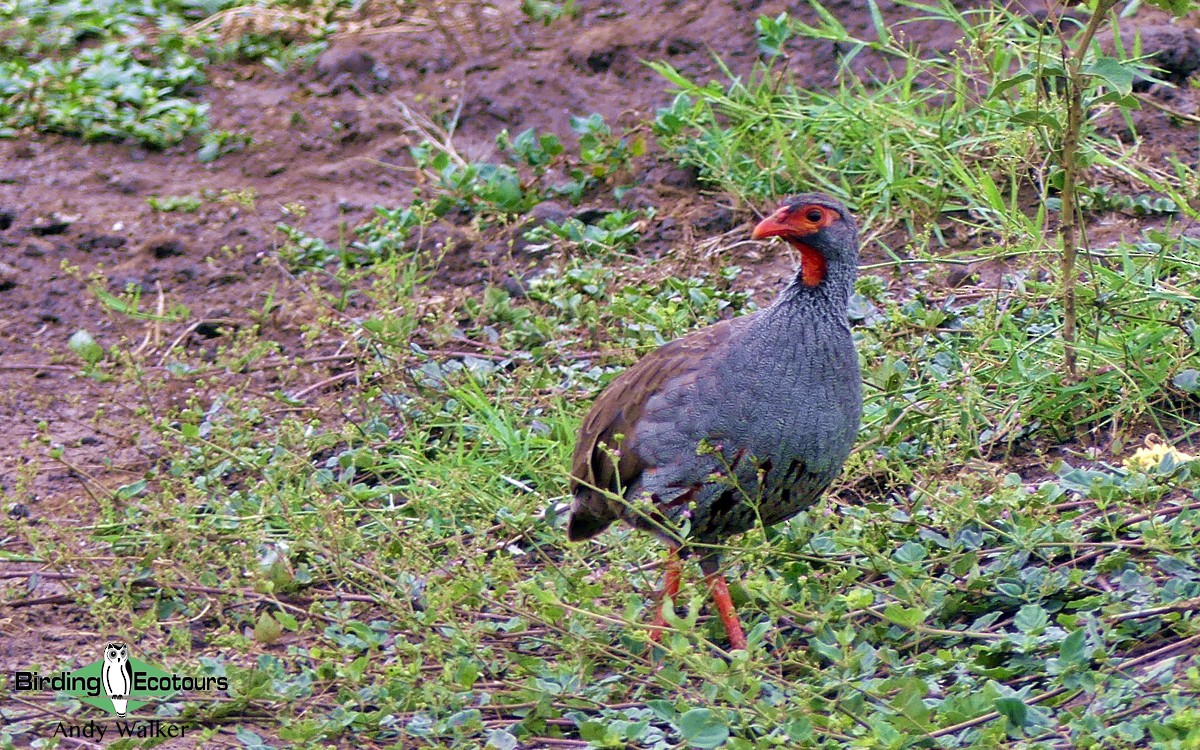 Red-necked Spurfowl (Cranch's) - ML514107411