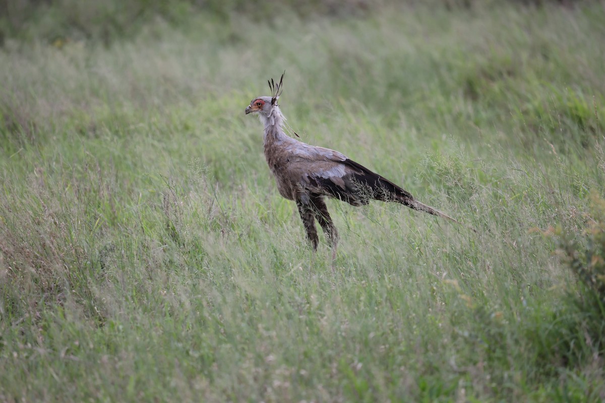 Secretarybird - ML514107581