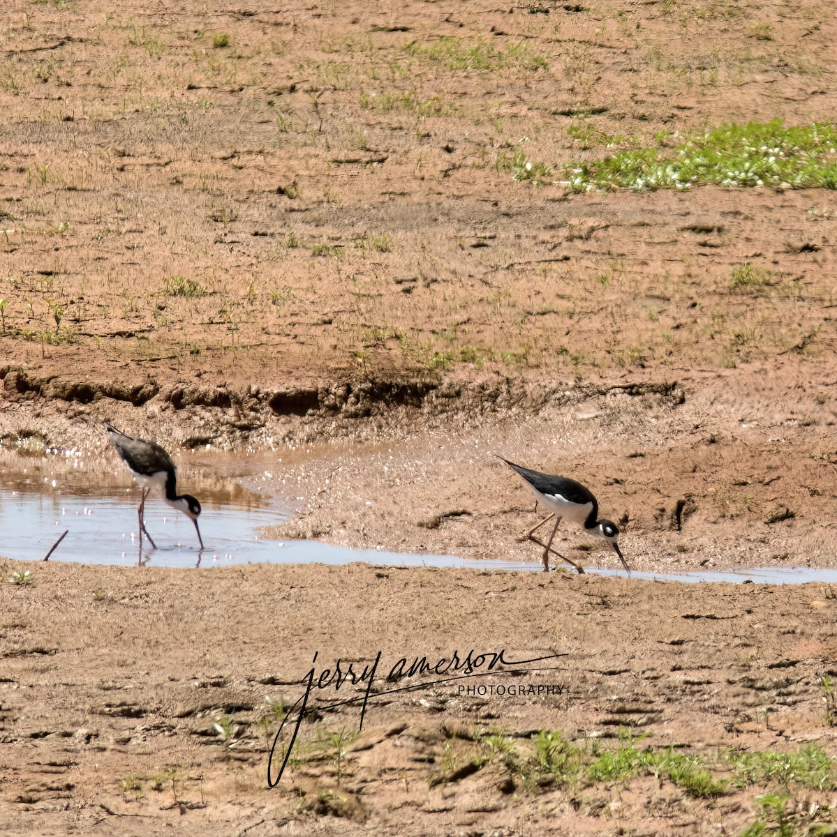 Black-necked Stilt (Black-necked) - ML514107591