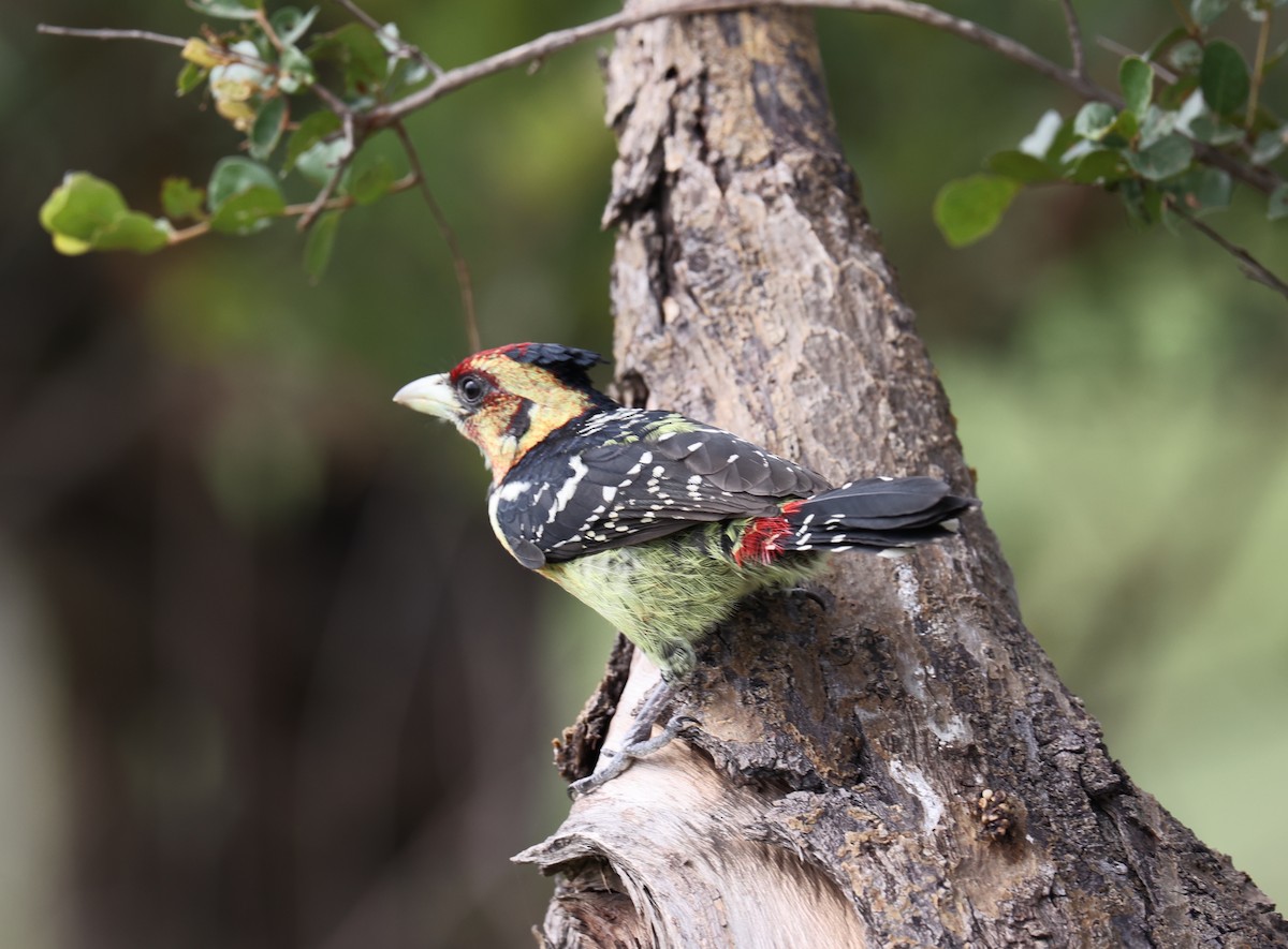 Crested Barbet - ML514107991