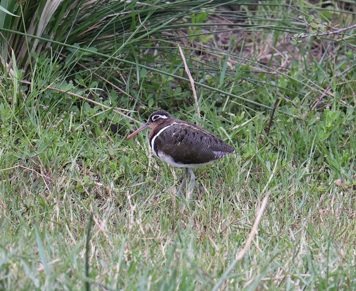 Greater Painted-Snipe - ML514108231