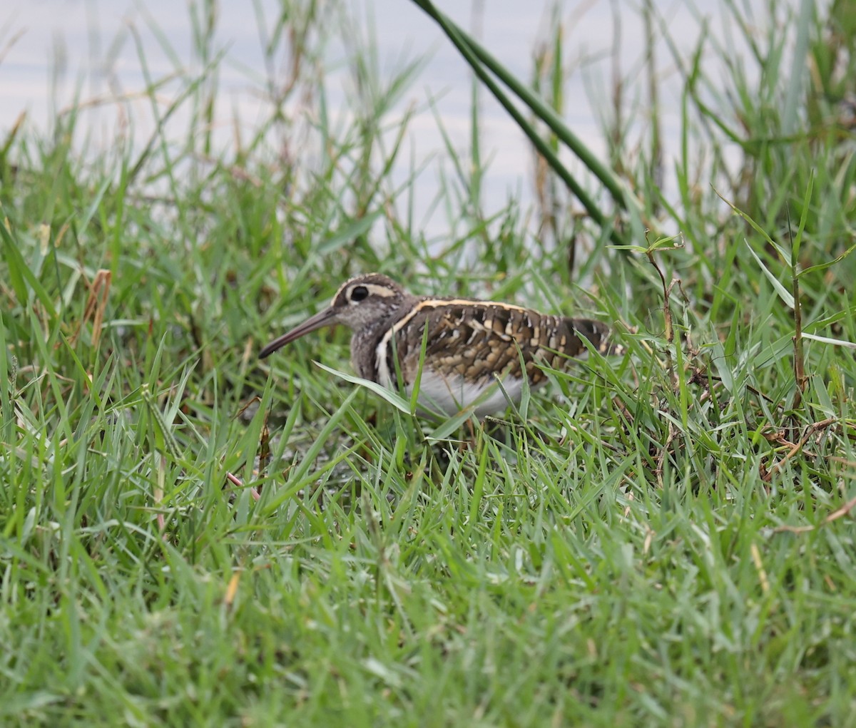 Greater Painted-Snipe - ML514108271