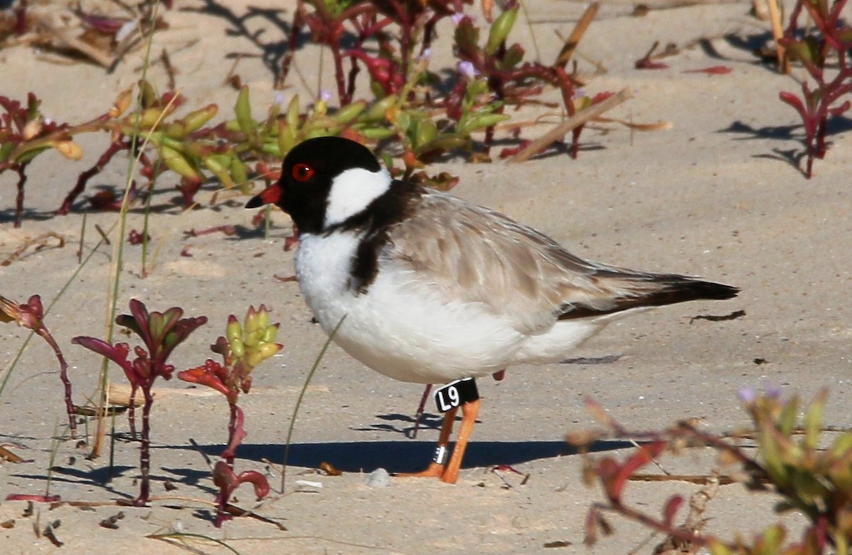 Hooded Plover - ML514108301