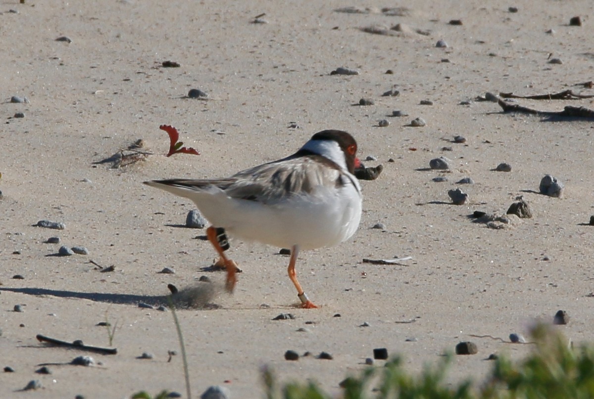 Hooded Plover - ML514108311