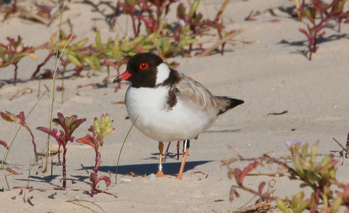 Hooded Plover - Ian Bradshaw