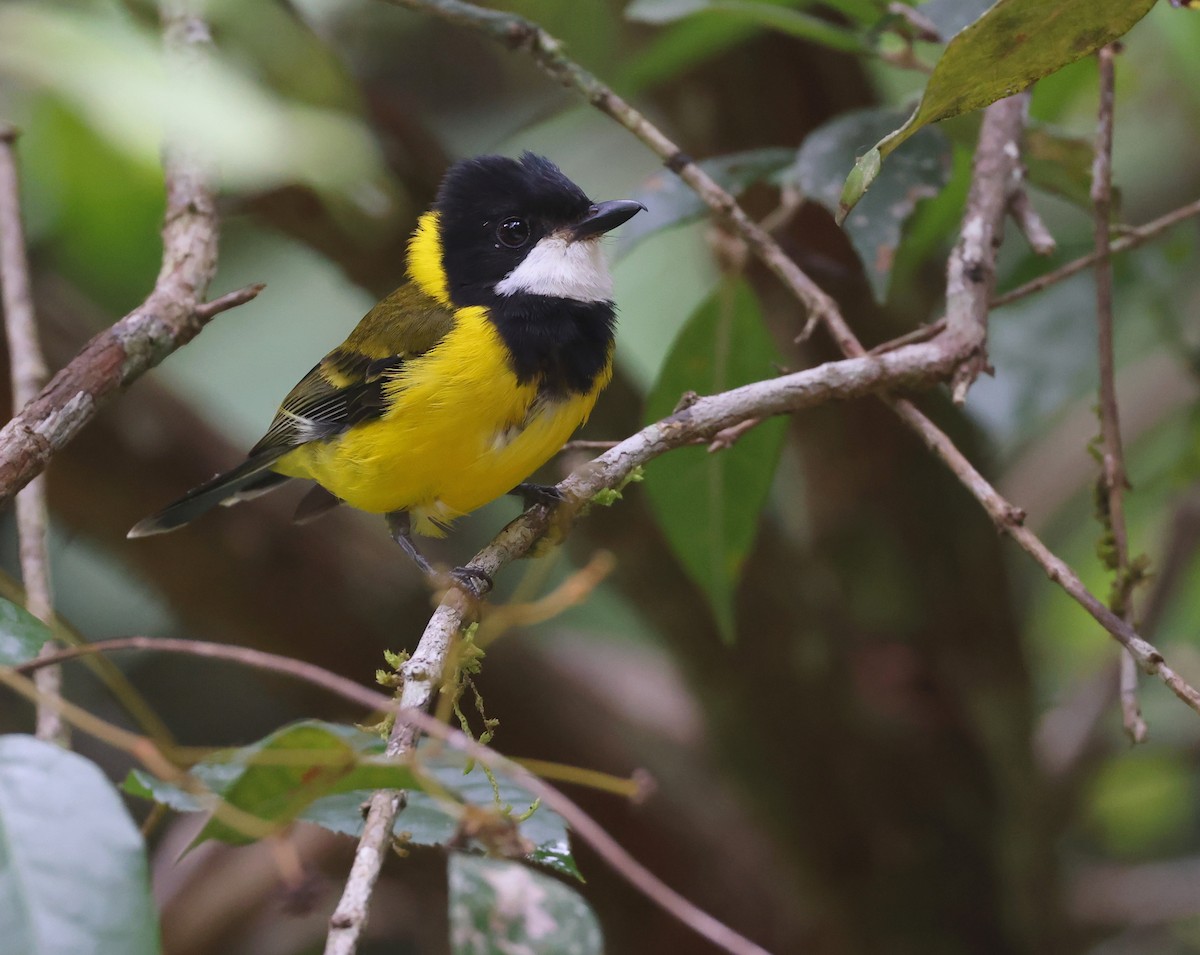 Golden Whistler - ML514112561