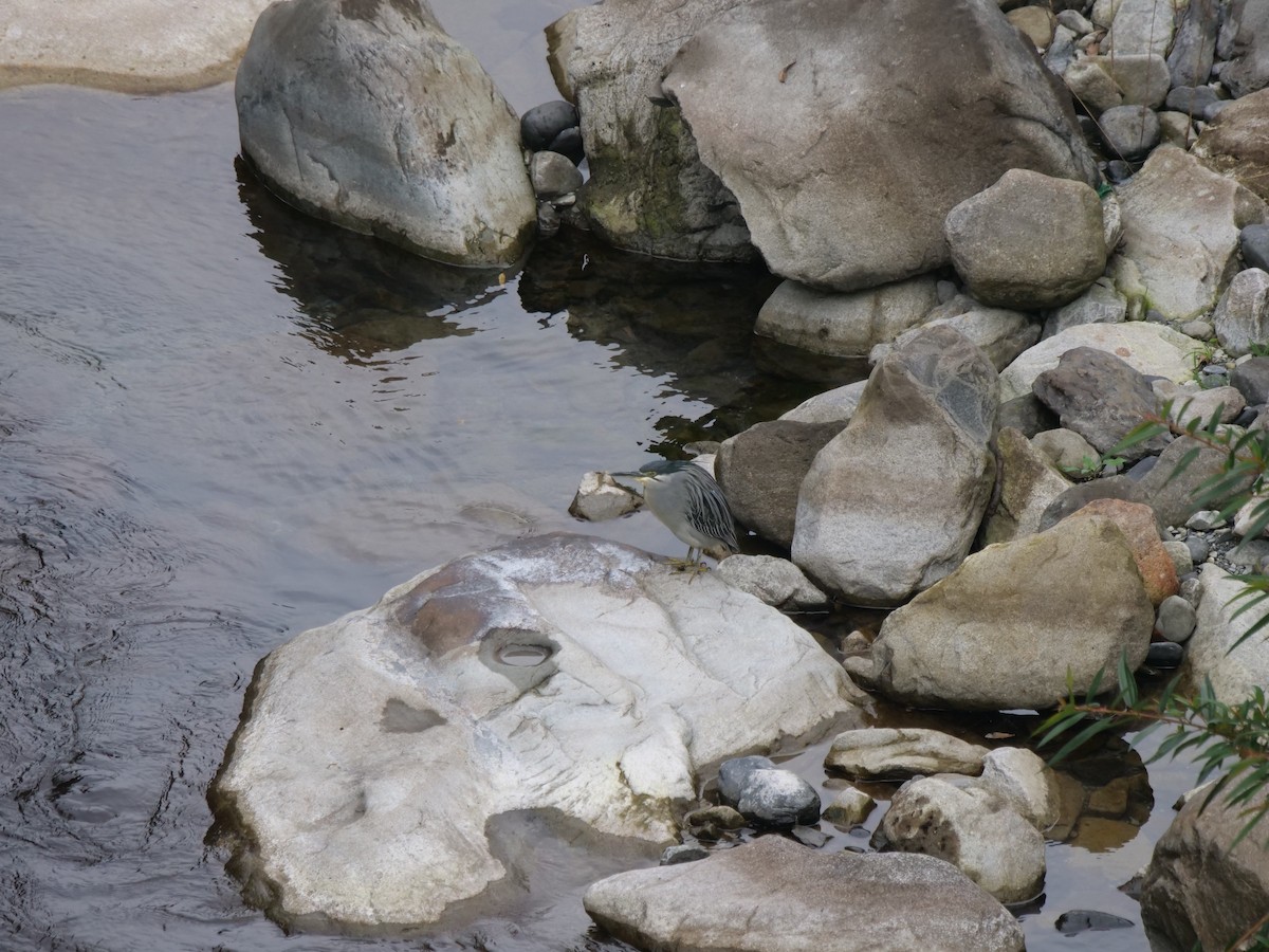 Striated Heron - Yulin Shen