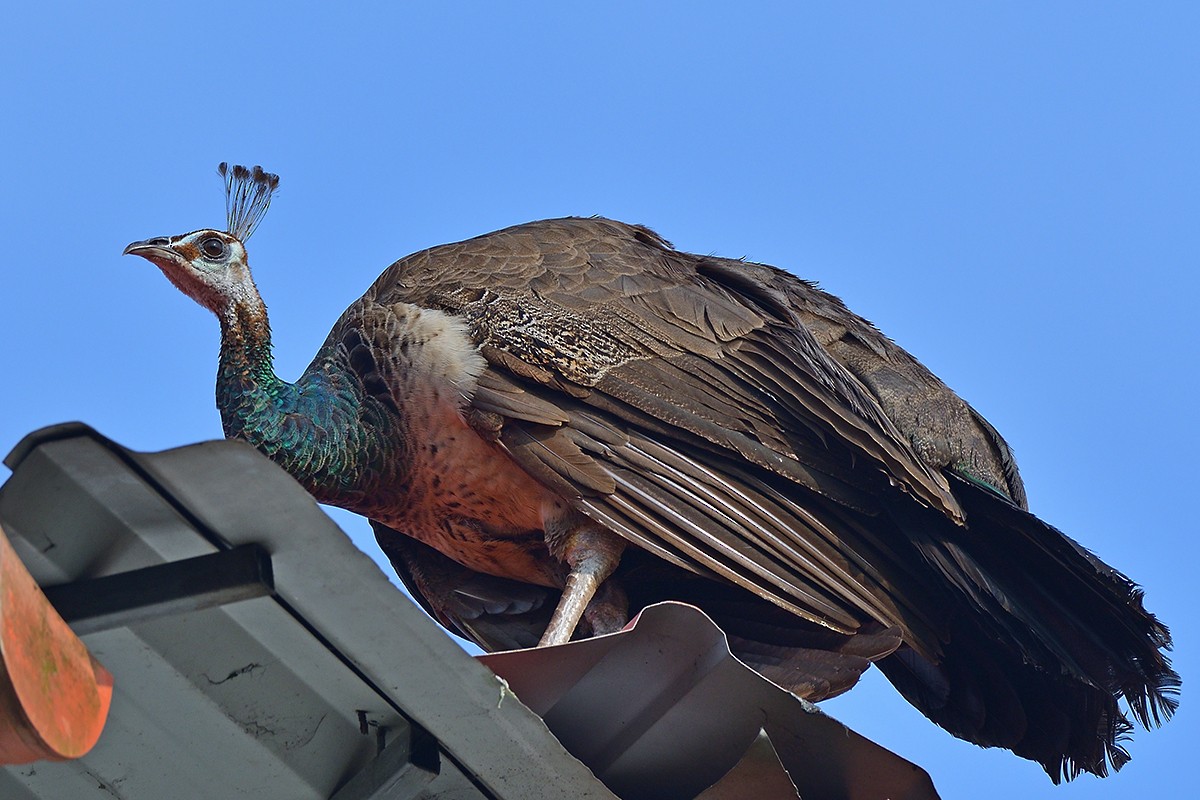 Indian Peafowl - ML514113351