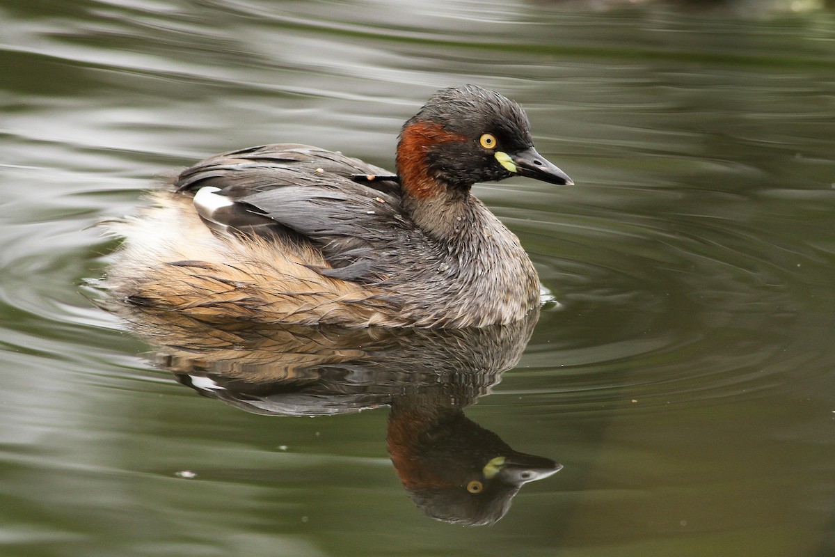 Australasian Grebe - ML51411391