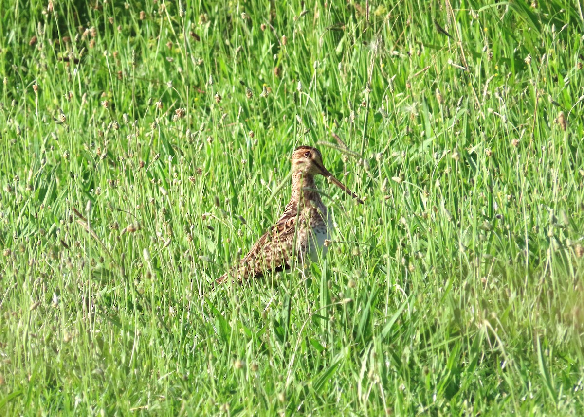 Latham's Snipe - ML514114221