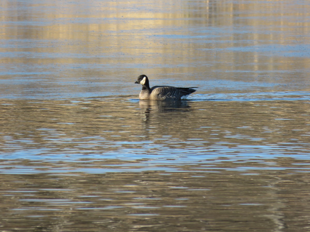 Cackling Goose (minima) - ML514115181