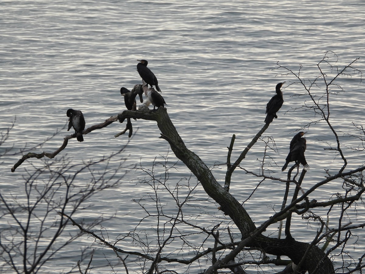 Great Cormorant - ML514115221