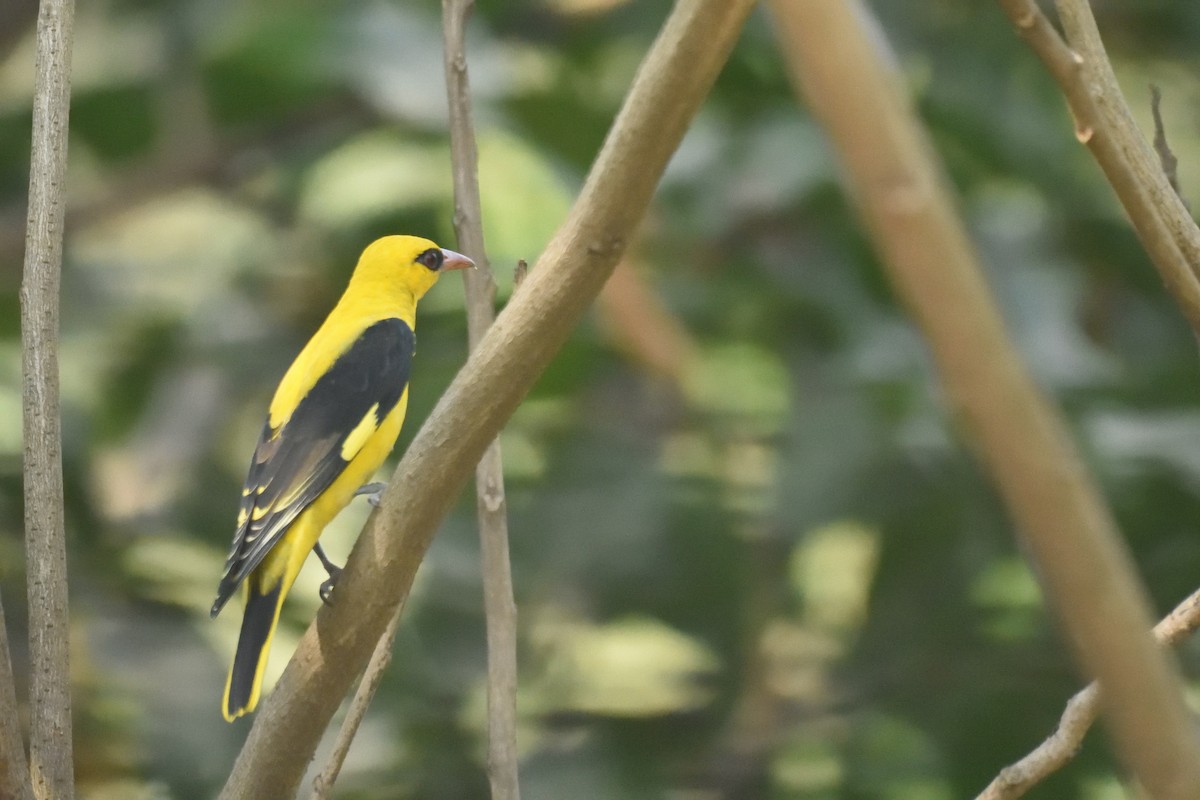 Indian Golden Oriole - ML514116251