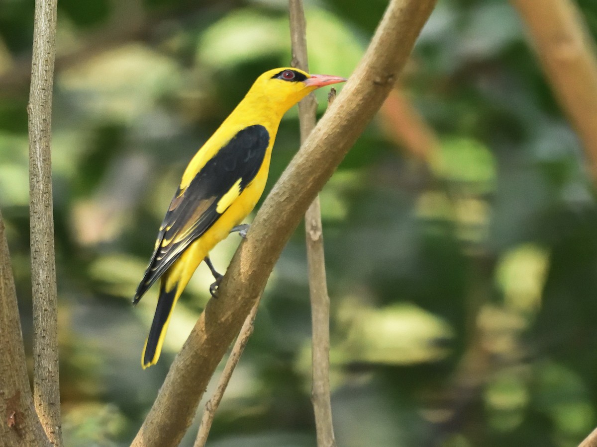 Indian Golden Oriole - ML514116261