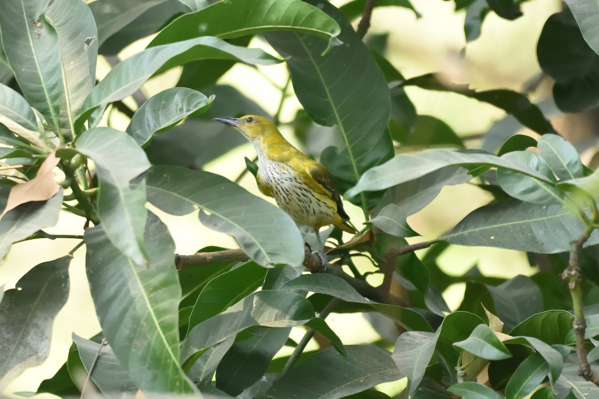 Indian Golden Oriole - ML514116271