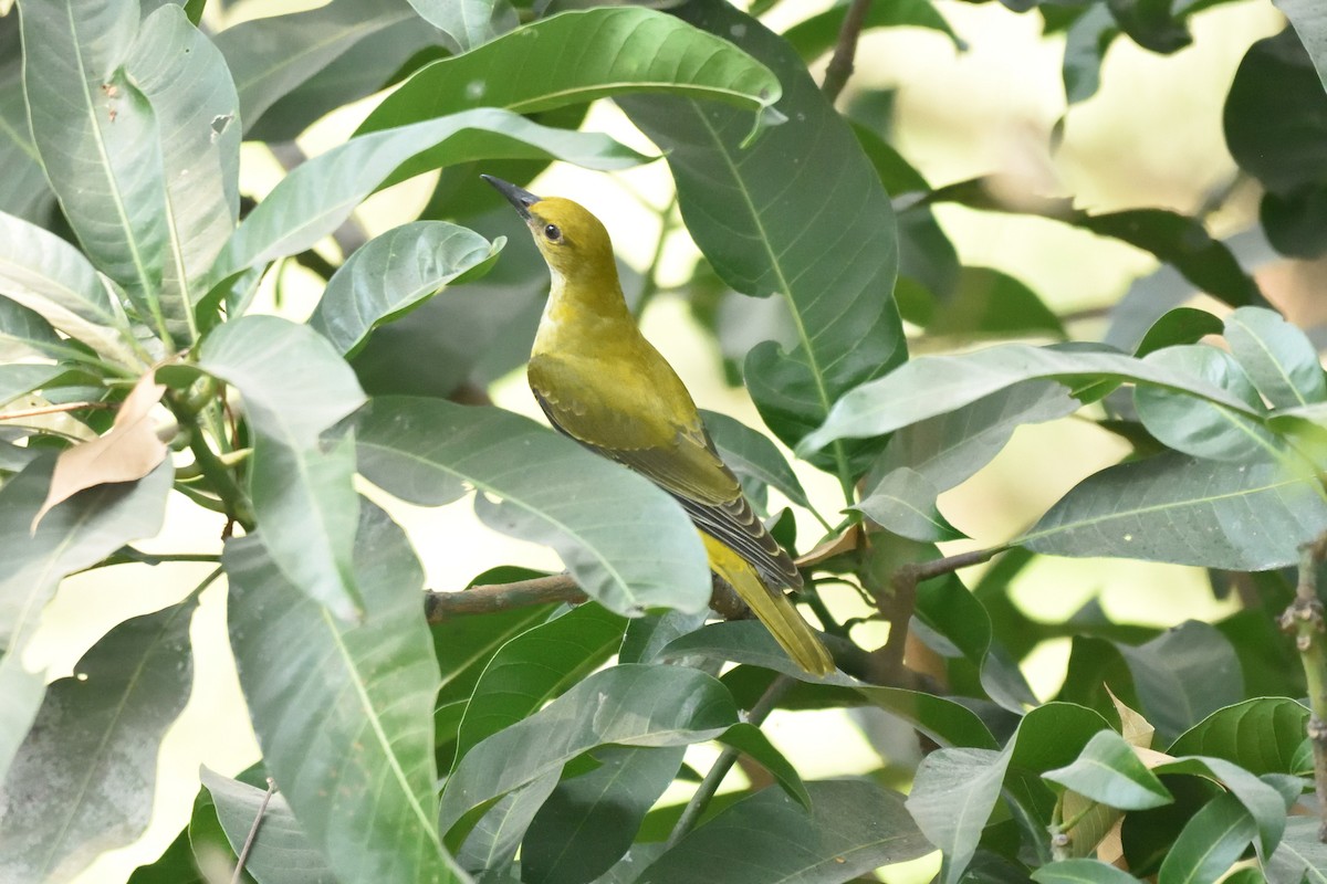 Indian Golden Oriole - ML514116281