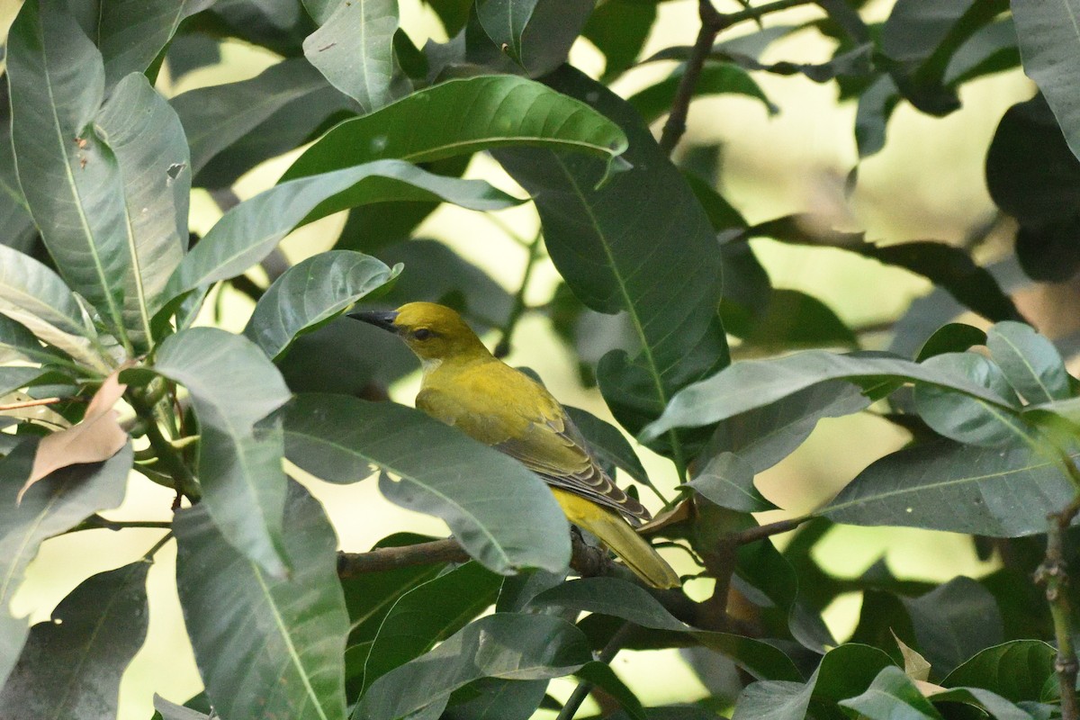 Indian Golden Oriole - ML514116291