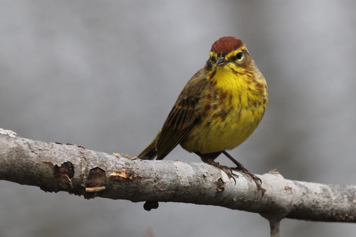 Palm Warbler - ML51411721