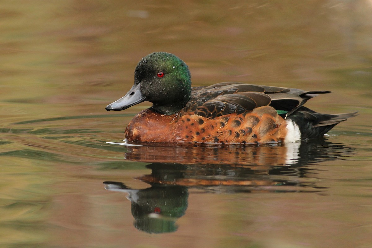 Chestnut Teal - ML51411771