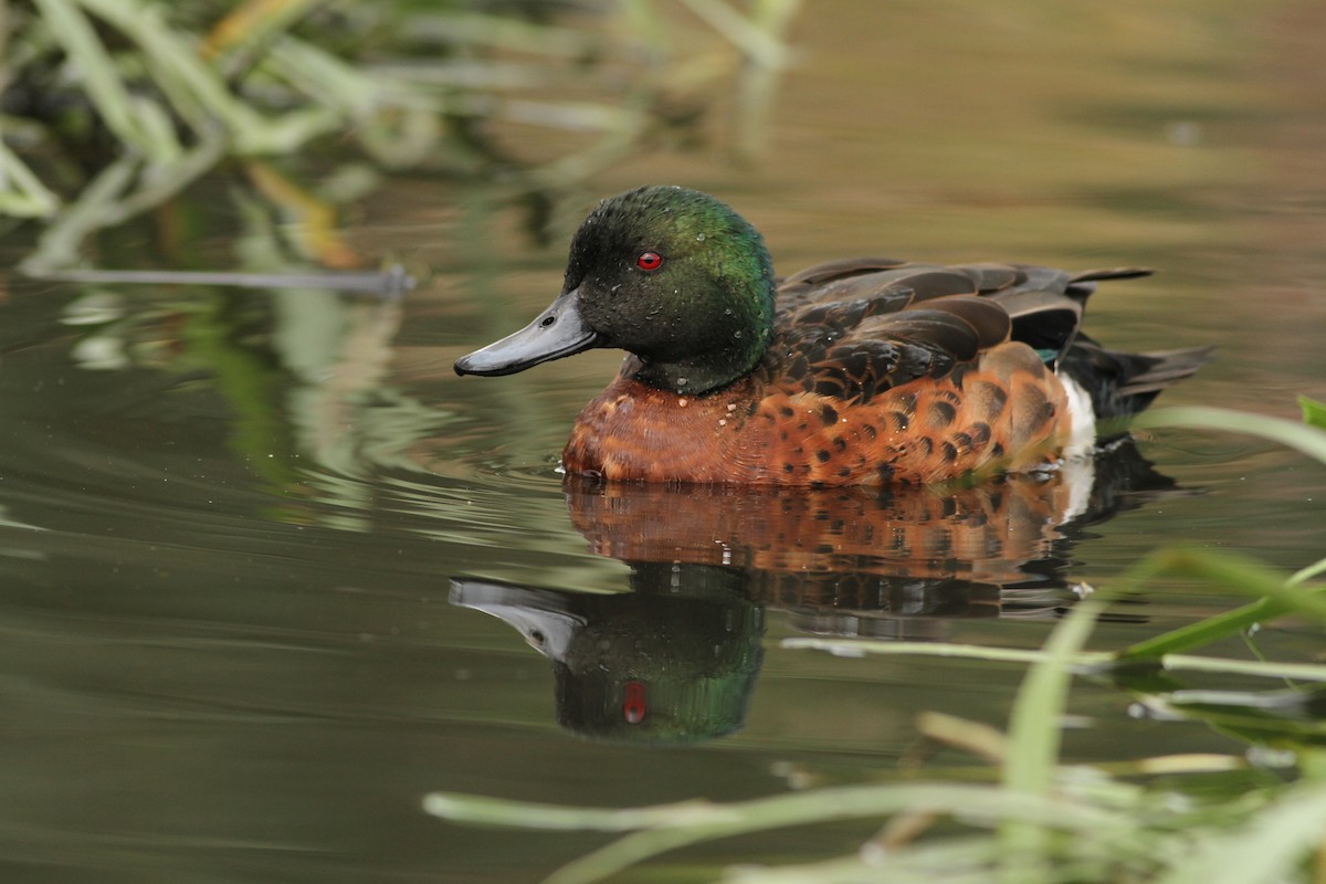 Chestnut Teal - ML51411791