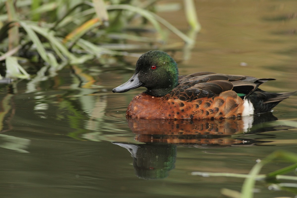 Chestnut Teal - ML51411801