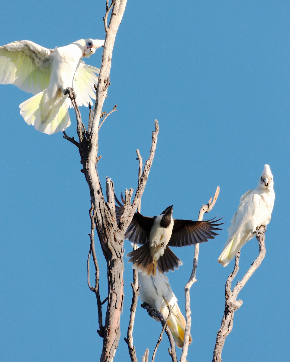 Cacatoès corella - ML514118301