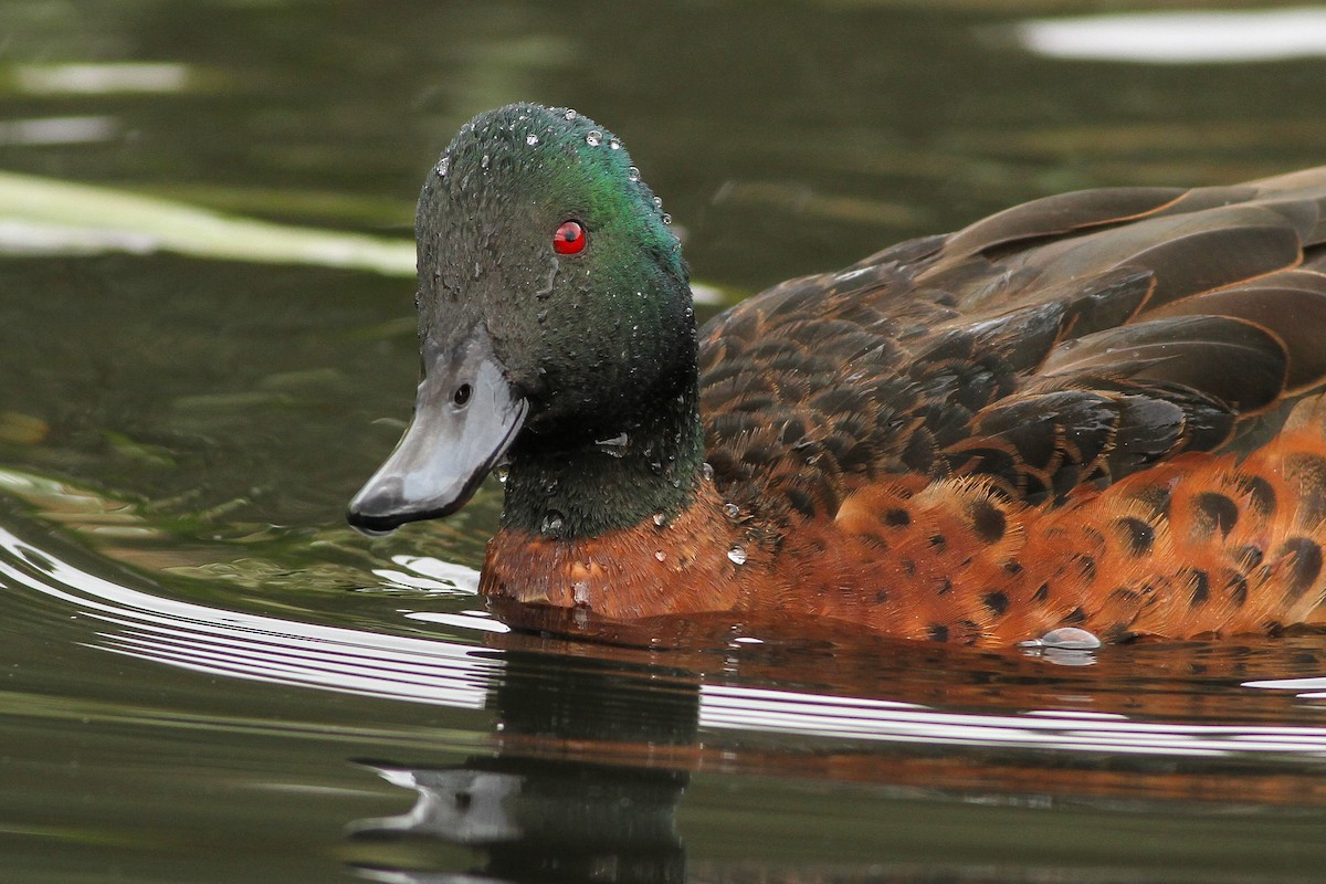 Chestnut Teal - ML51411831