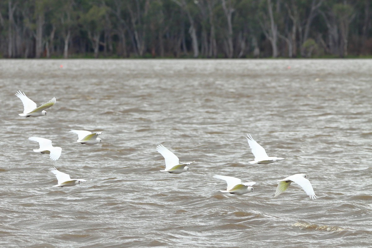 Cacatúa Sanguínea - ML514118331