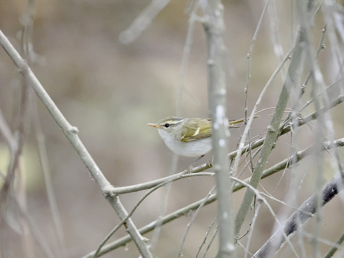 Blyth's/Claudia's/Hartert's Leaf Warbler - ML514119701