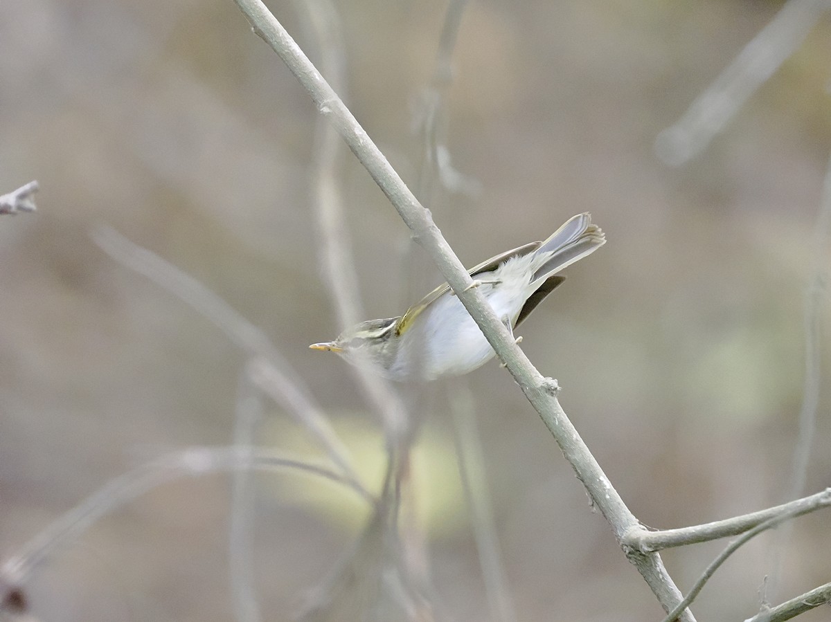 Blyth's/Claudia's/Hartert's Leaf Warbler - ML514119741