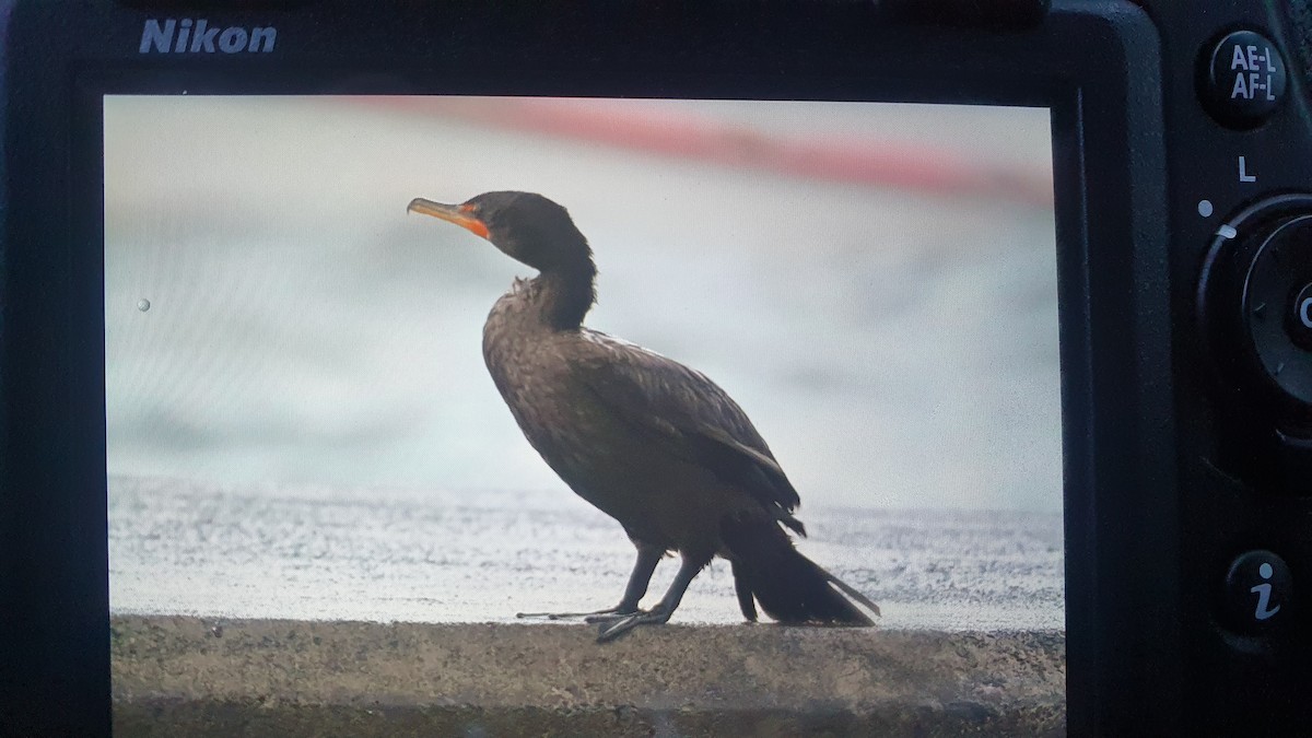 Cormoran à aigrettes - ML514120051