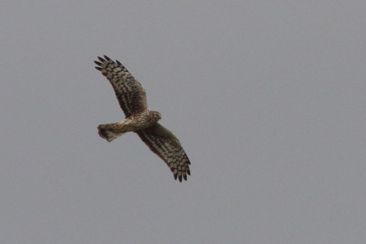 Aguilucho Pálido - ML514120631