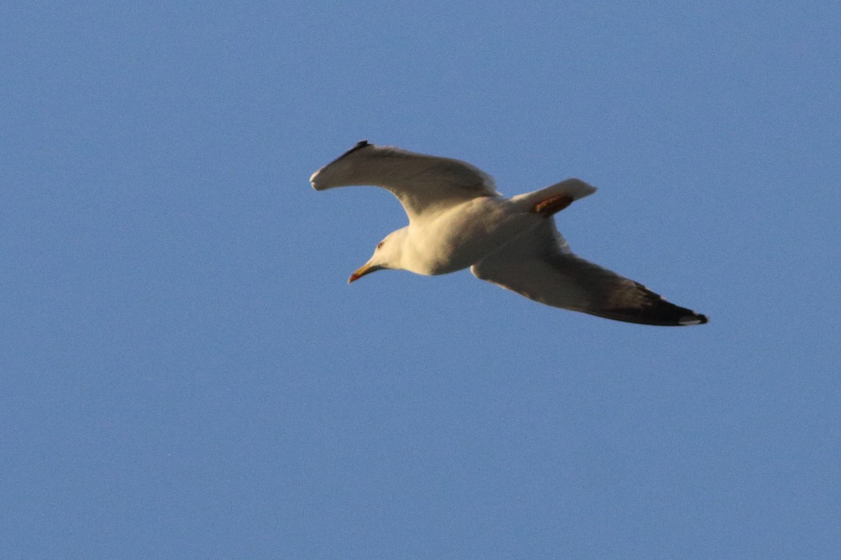 Gaviota Patiamarilla - ML514120831