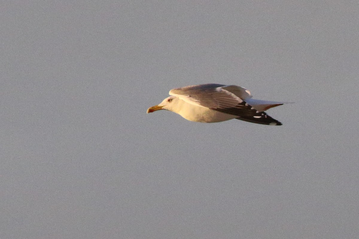 Yellow-legged Gull - Alexandre Hespanhol Leitão