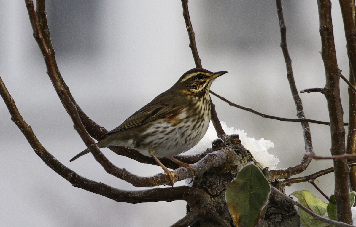 Tordo sassello - ML514122221