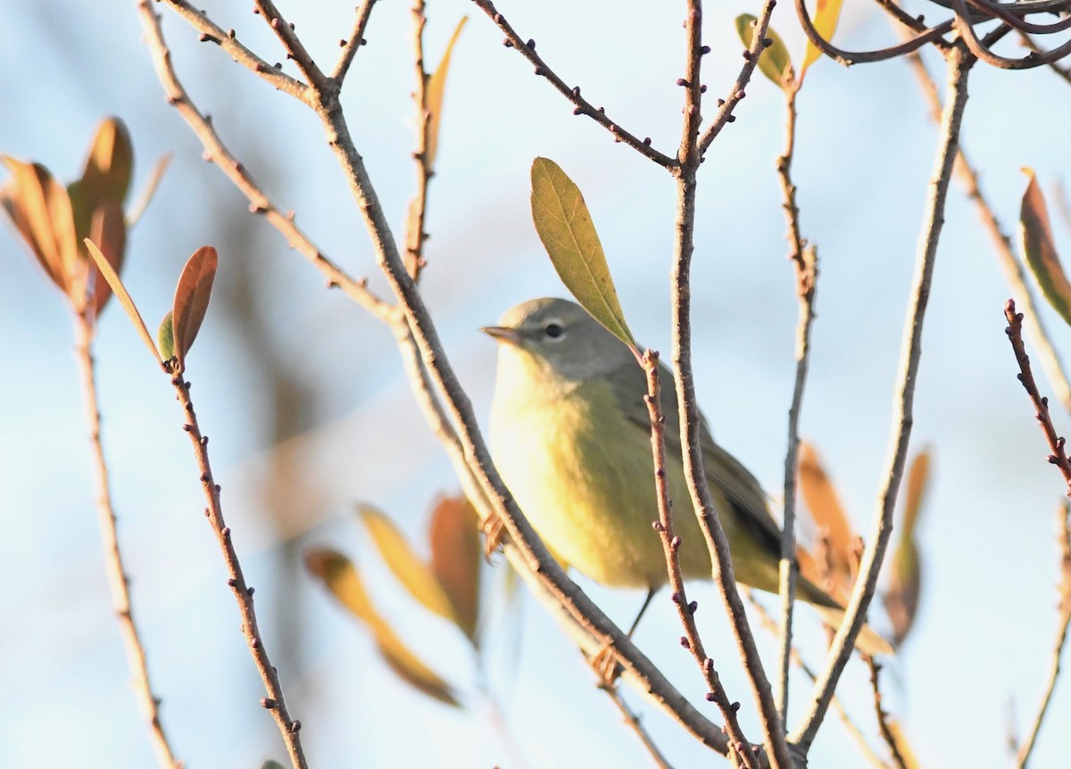 Orange-crowned Warbler - ML514122771