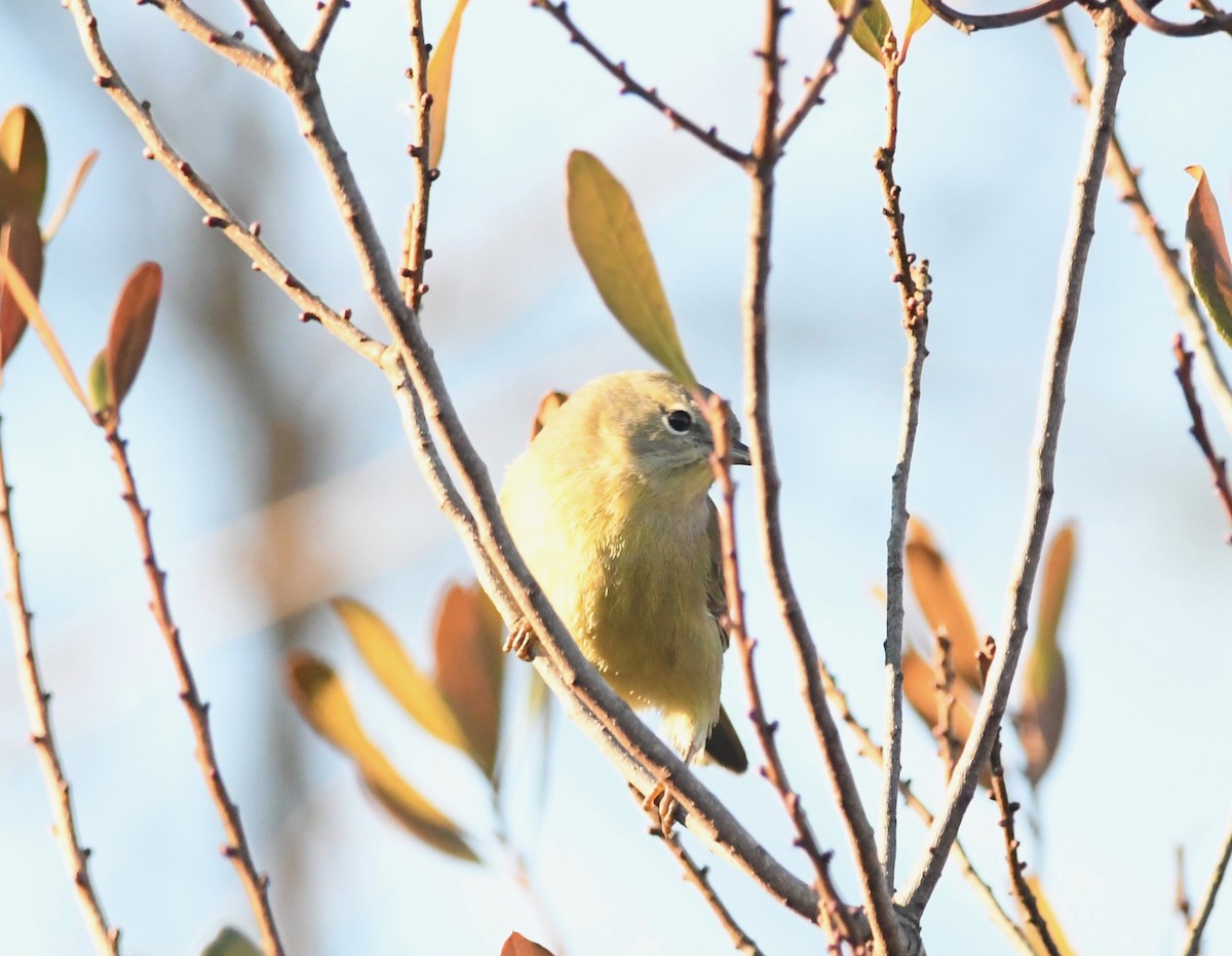 Orange-crowned Warbler - ML514122781