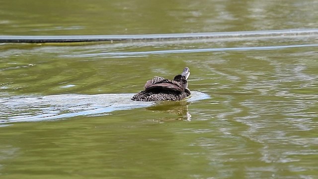 Blue-billed Duck - ML514123001